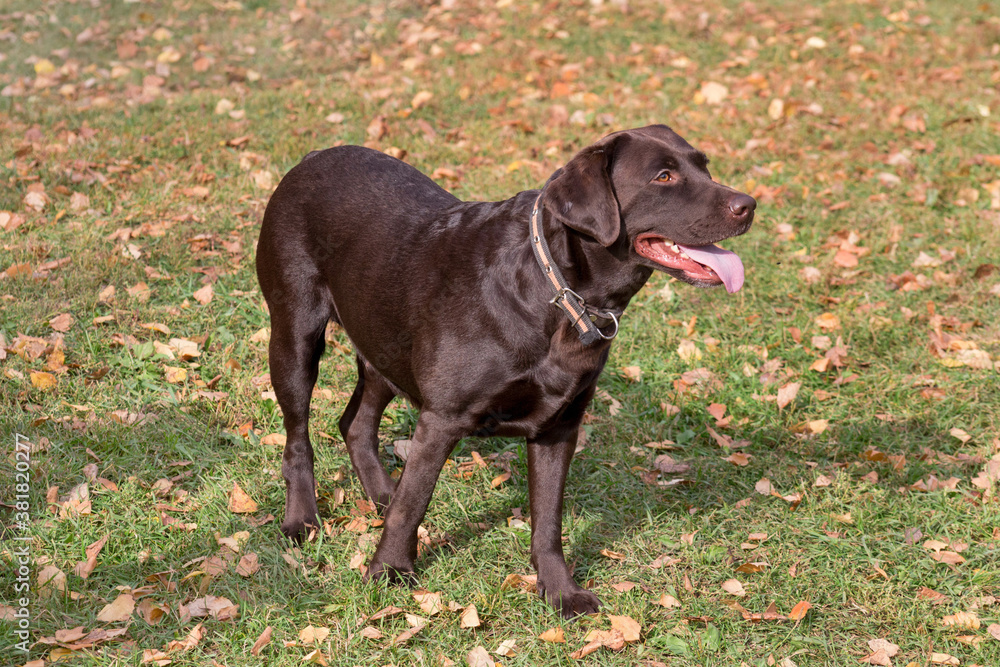 Cute labrador retriever puppy is standing on a green grass in the autumn park. Pet animals.