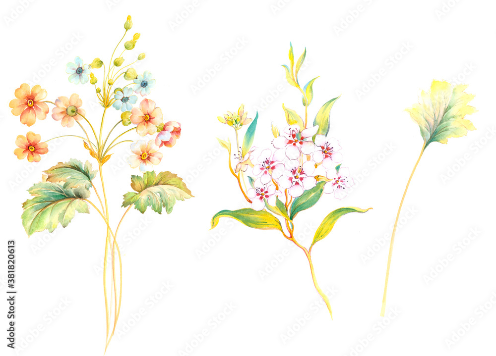 Flowers watercolor illustration. Manual composition. Big Set watercolor elements.