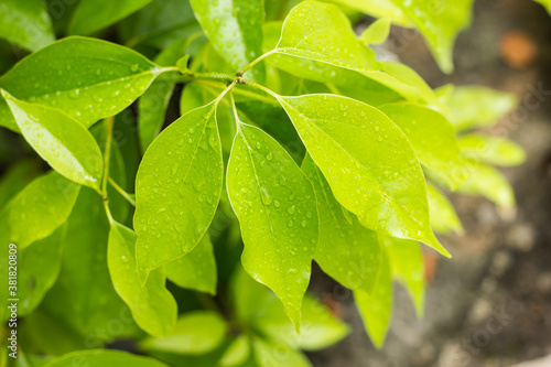 Slika na platnu Leaf of Cinnamomum camphora tree