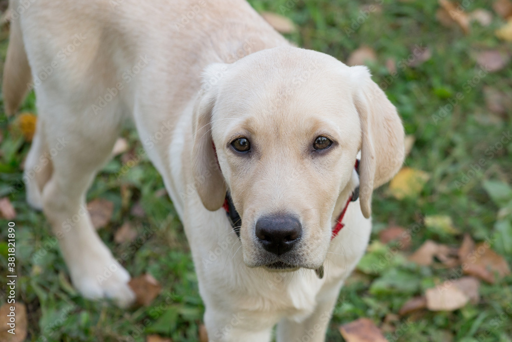Cute labrador retriever puppy is looking at the camera. Four month old. Pet animals.