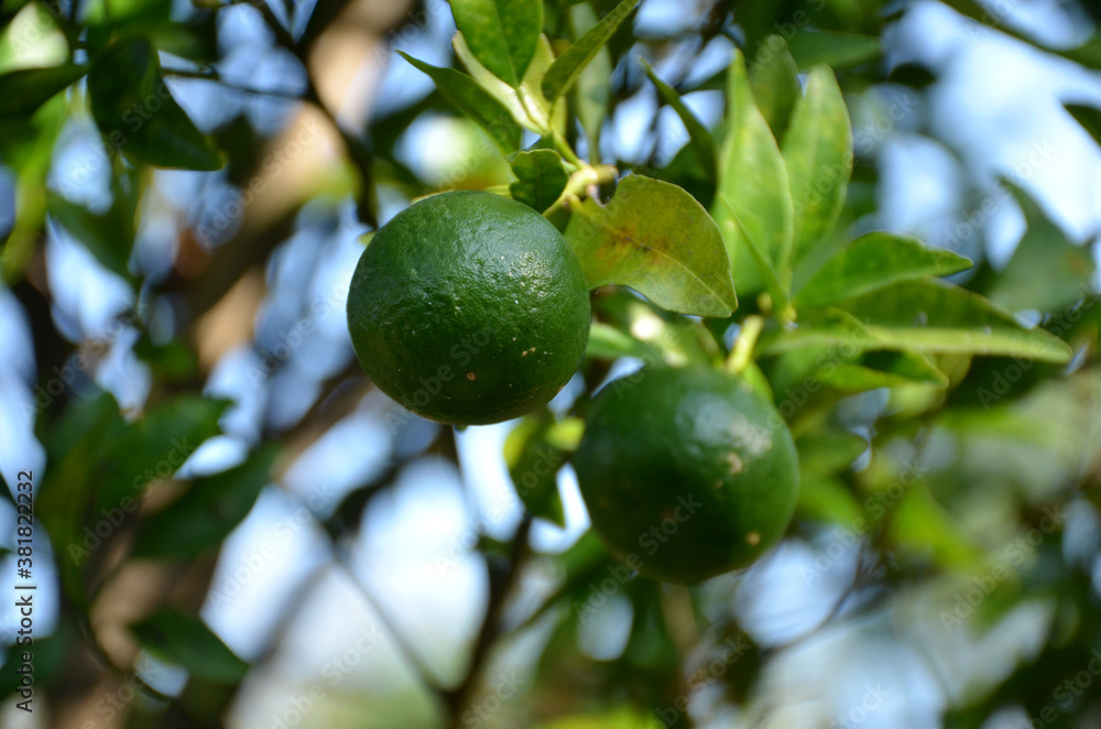 bunch the green ripe orange with leaves and branch in the garden. bunch the green ripe orange with leaves and branch in the garden.