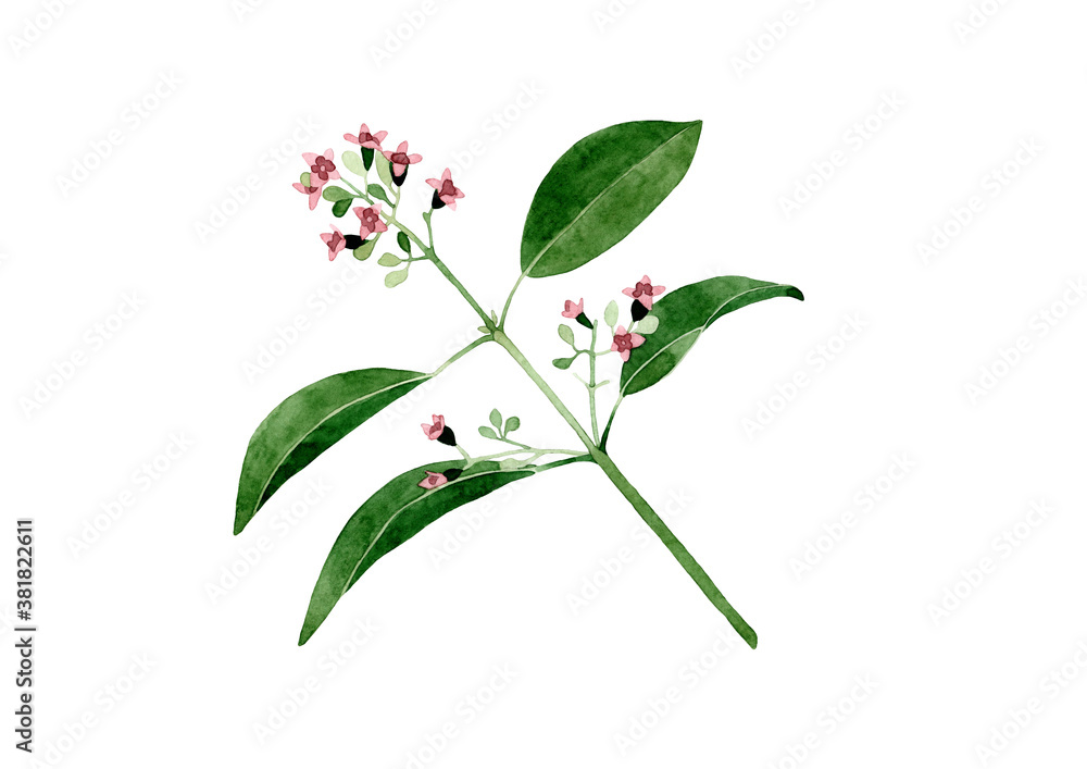 Watercolor Santalum album illustration. Hand drawn sandalwood branch with leaves and flowers isolated on white background. Herbal medicine and aroma therapy. Cosmetics and medical plant. Watercolor Santalum album illustration. Hand drawn sandalwood branch with leaves and flowers isolated on white background. Herbal medicine and aroma therapy. Cosmetics and medical plant.