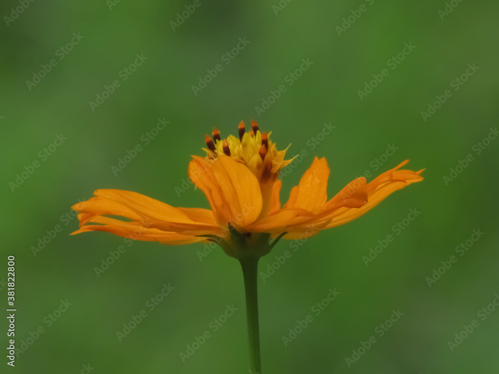 A selective focus image of an isolated yellow flower with green blur background A selective focus image of an isolated yellow flower with green blur background