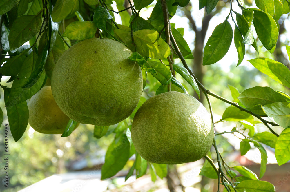 bunch the green ripe grapefruit with leaves and branch in the garden. bunch the green ripe grapefruit with leaves and branch in the garden.
