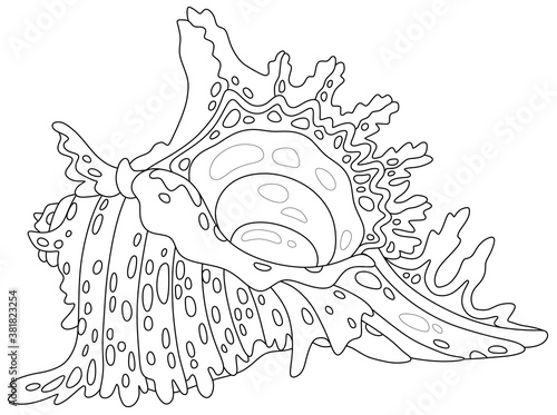 Beautiful fancy shell with spots from a tropical reef in a southern sea, black and white outline vector cartoon illustration for a coloring book page
