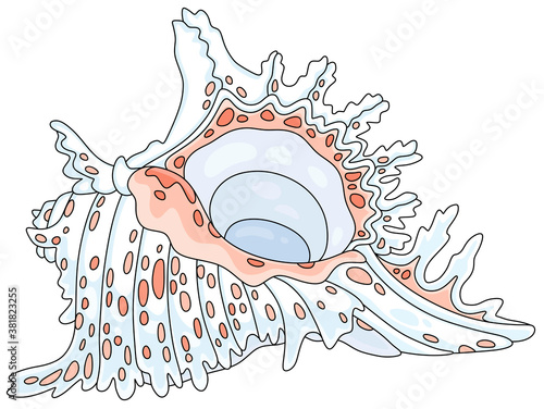 Beautiful fancy white shell with pink spots from a tropical reef in a southern sea, vector cartoon illustration on a white background