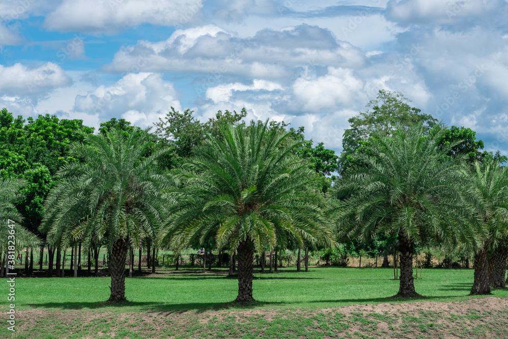 The row of palm trees in the public park.