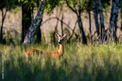 Samica Sarna Koza Capreolus spaceruje po zielonej łące, ostoja zwierzyny, piekna wysoka zielona trawa na łące