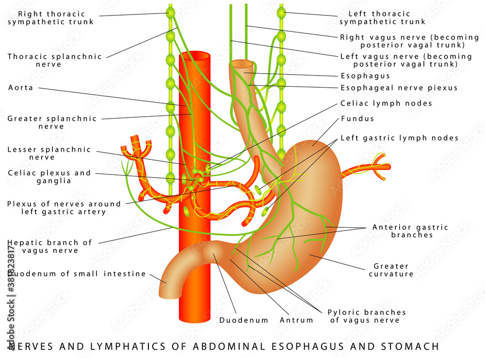 Abdomen. Nerves and lymphatics of abdominal esophagus and stomach