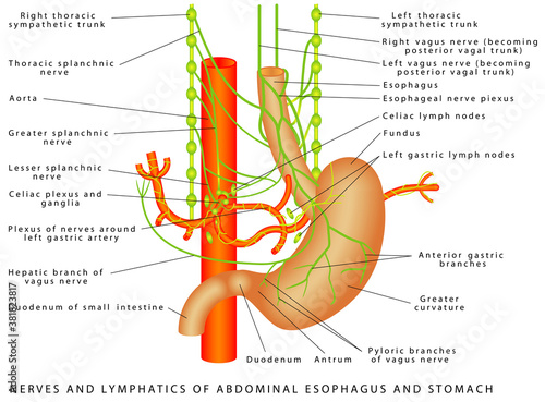 Abdomen. Nerves and lymphatics of abdominal esophagus and stomach. Nerve supply to the stomach. Autonomic Innervation of Stomach