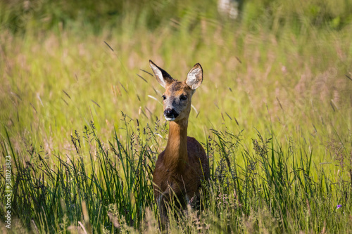 Wallpaper Mural Samica Sarna Koza Capreolus spaceruje po zielonej łące, ostoja zwierzyny, piekna wysoka zielona trawa na łące Torontodigital.ca
