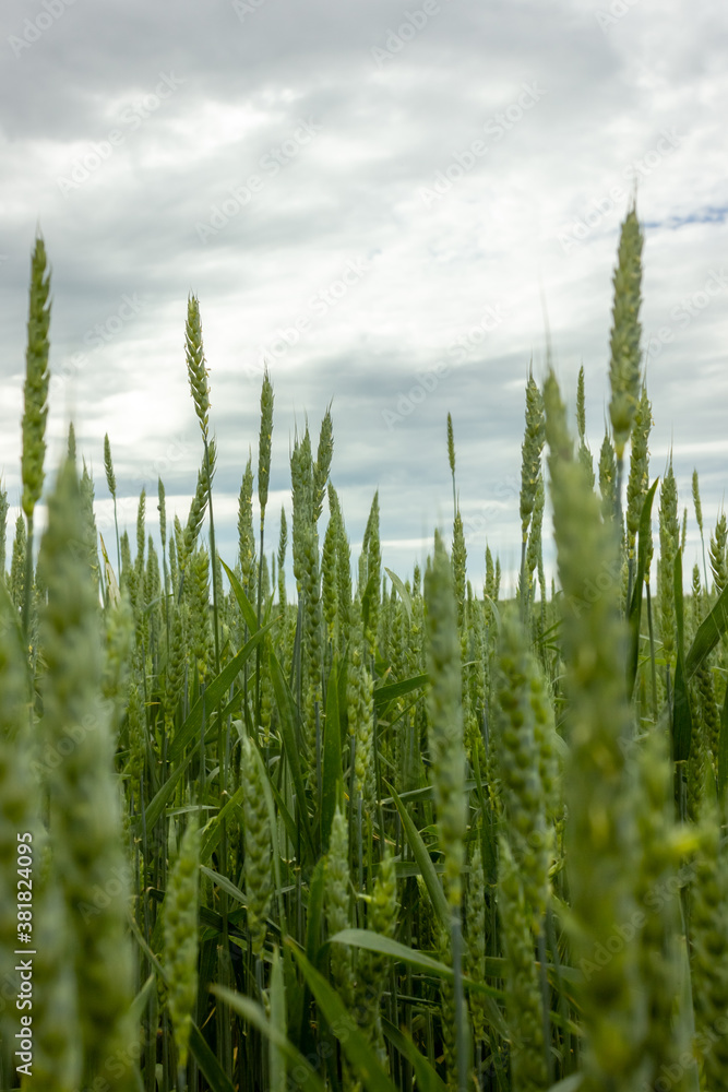 Young green wheat. Wheat fields in Russia in the summer. Young green wheat. Wheat fields in Russia in the summer.