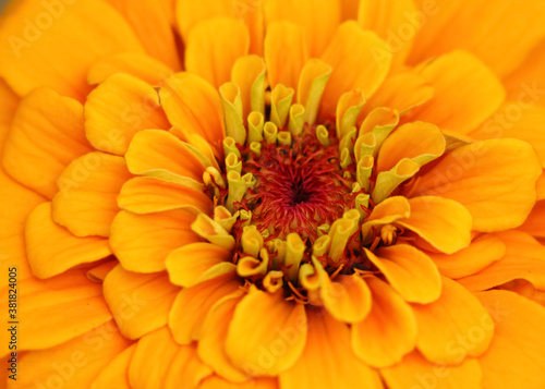 Selective focus Macro image of a yellow zinnia flower with vibrant and bright colors 