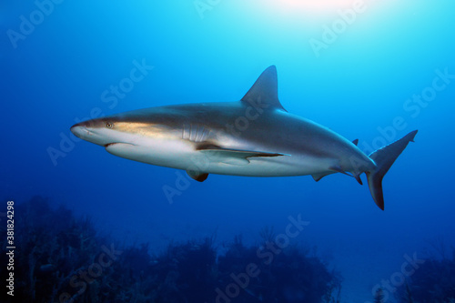 The Caribbean reef shark  Carcharhinus perezii  swims over reef in blue. A large reef shark with a bronze luster on its side.