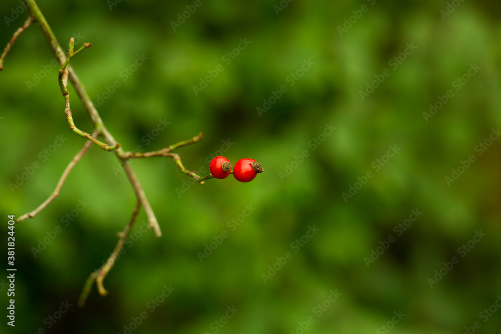 Bright red rose hips hang from the branch. Autumn, Germany.