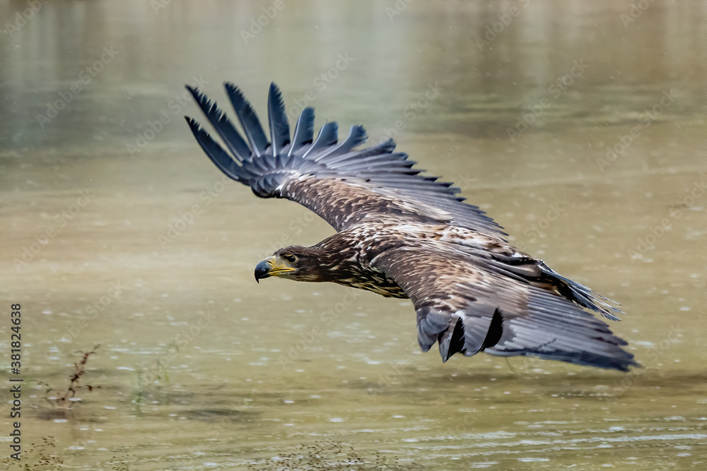 White Tailed Eagle Haliaeetus Albicilla In Flight Also Known As The 