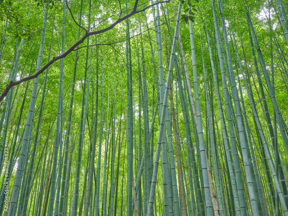 嵯峨野の竹林 