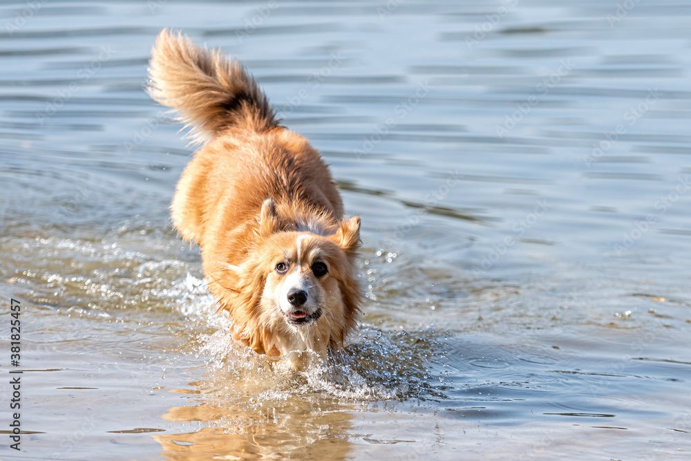 Welsh Corgi Pembroke dog playing in the water on the beach Welsh Corgi Pembroke dog playing in the water on the beach