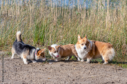several Welsh Corgi dogs play on the sandy beach by the lake