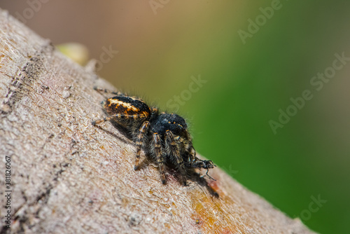 Jumping spider in spring on a branch