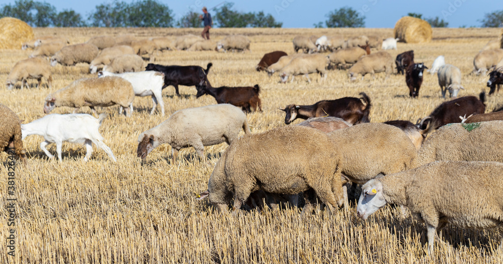 A herd of goats and sheep. Animals graze on the stubble of wheat. Round bales of straw in the field.