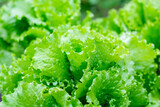 Lettuce salad leaf background. Fresh batavia salad. Top view whole lettuce leaf growth on organic farm ground bed. Young green lettuce crop in garden soil for spring leaf salad. Raw vegetarian lettuce