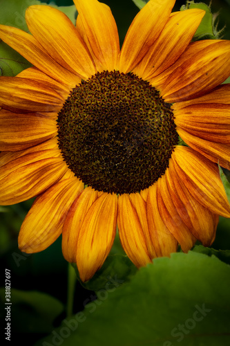 Bright orange sunflower head in a backyard garden in Germany