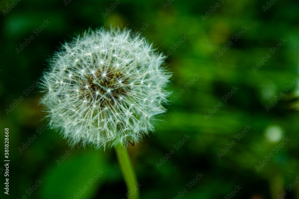 Dandelion