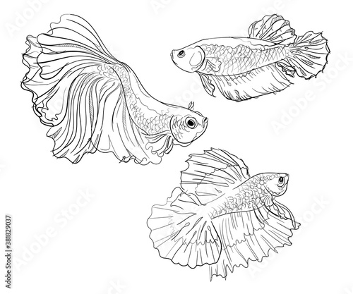 Betta Siamese fighting fish set collection beauty exotic fin tail hand drawn sketches white isolated background