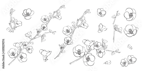 Hand drawn design elements sakura flowers collection.