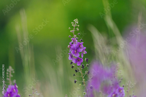 Verbascum phoeniceum plant in natural habitat photo