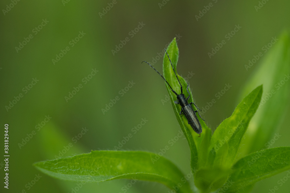 Scheckhorn-Distelbock (Agapanthia villosoviridescens) Scheckhorn-Distelbock (Agapanthia villosoviridescens)