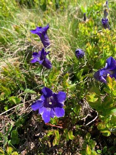 Blühender lila Enzian in einer Wiese in den Bergen in den Alpen