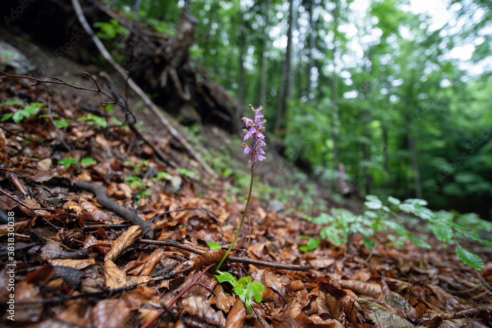 Orchis spitzelii in slovakia wild nature Orchis spitzelii in slovakia wild nature