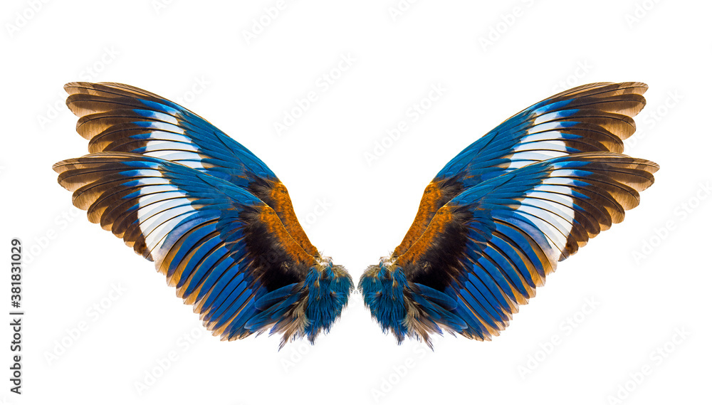 stork-billed kingfisher bird wings isolated on a white stork-billed kingfisher bird wings isolated on a white
