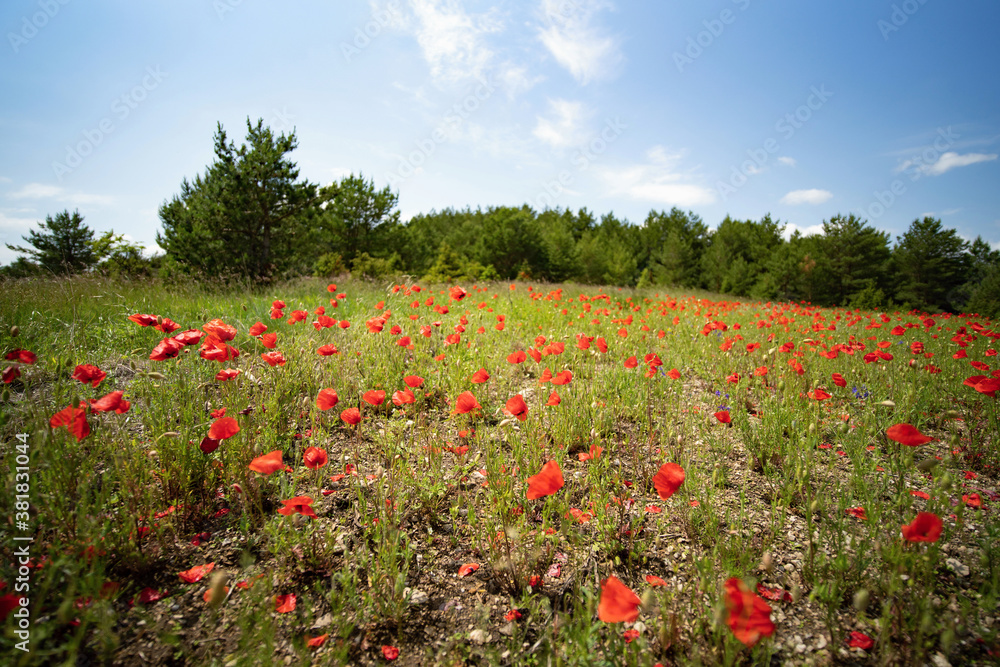 common poppy on field in nature
