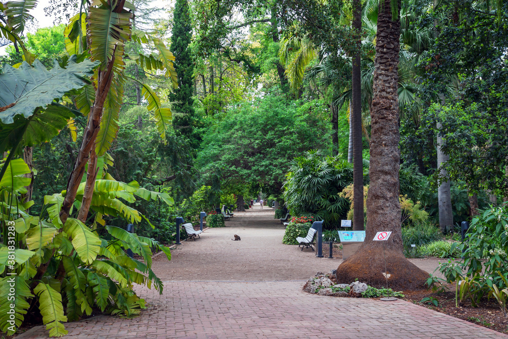 Valencia botanical gardens (Spain), with banana plants to the left, a palm tree to the right and various other shrubs and trees. Valencia botanical gardens (Spain), with banana plants to the left, a palm tree to the right and various other shrubs and trees.