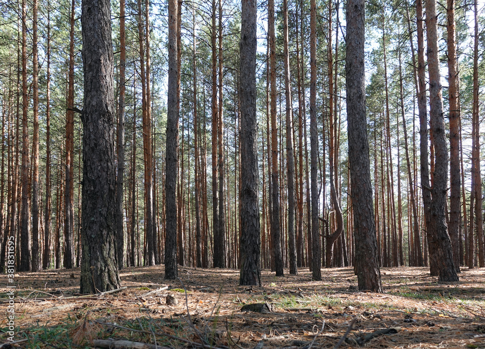 Pine forest trees