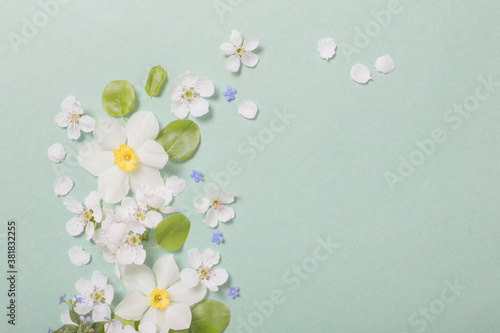 white narcissus and cherry flowers on green paper background