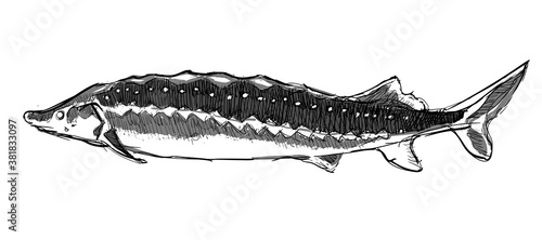 Sea sturgeon fish side view hand drawn sketches white isolated background