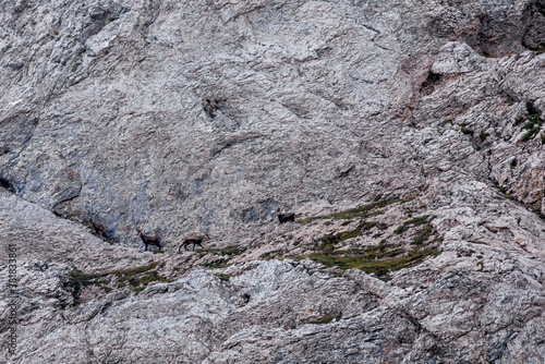 A group of adult chamois high up on the side of the Alps near the Santis in Appenzell