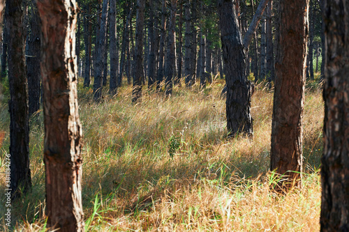 Fototapeta Naklejka Na Ścianę i Meble -  forest on a bright day - beautiful autumn landscape and wildlife