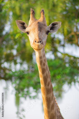 Close up of the head of a female giraffe.