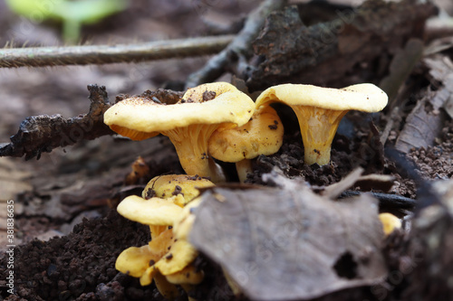 Yellow mushrooms appear naturally in forests with fertile trees.