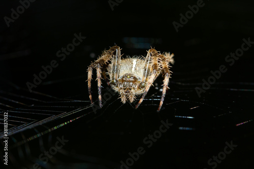 European garden spider, Araneus diadematus photo