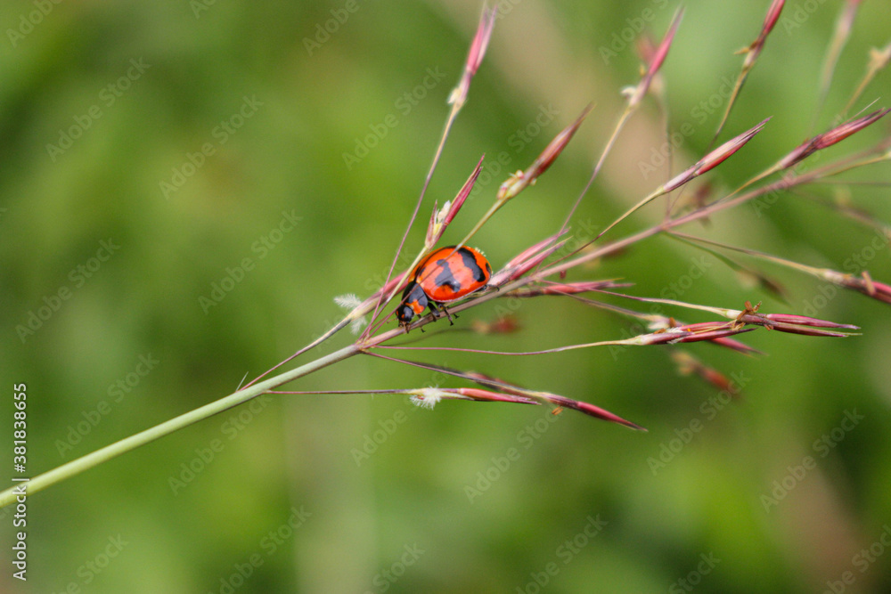 beaulyful Ladybug rests on a flower, blur background image beaulyful Ladybug rests on a flower, blur background image