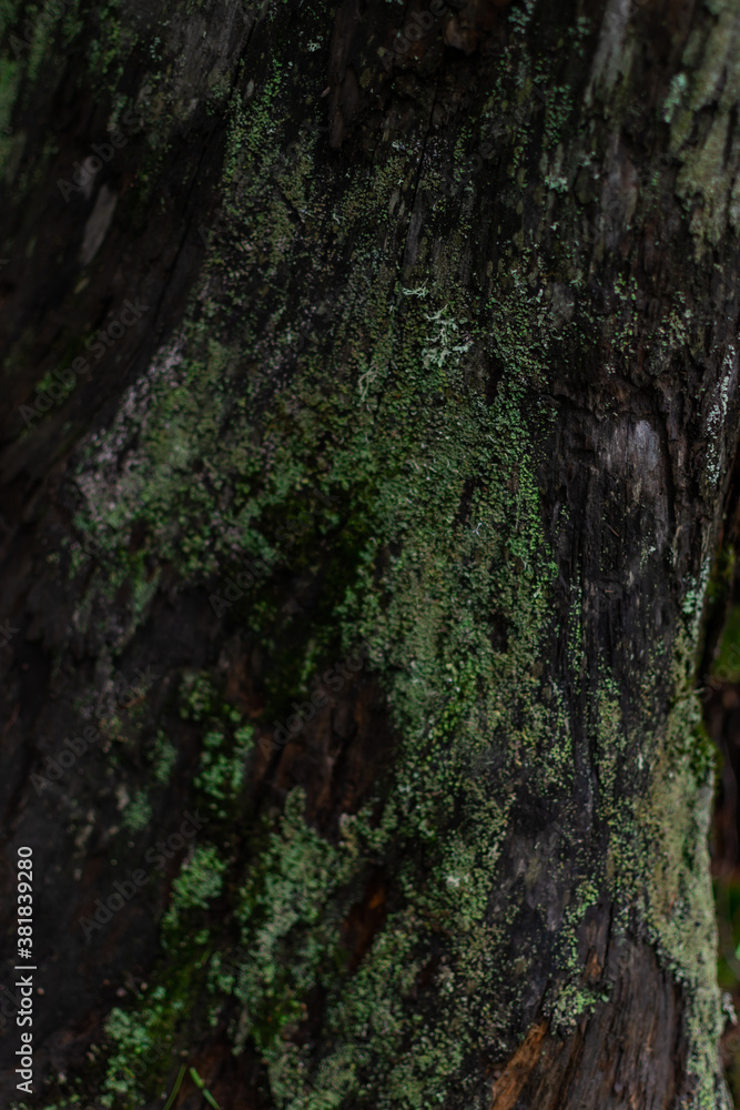 Close up dark textured relief rough bark with green moss, lichen. Tree trunk