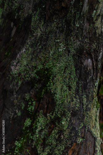 Close up dark textured relief rough bark with green moss, lichen. Tree trunk