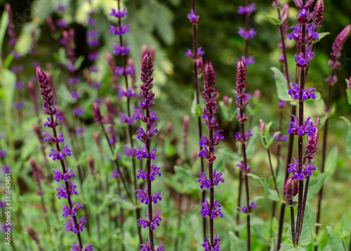 Salvia nemorosa Caradonna. Close up.