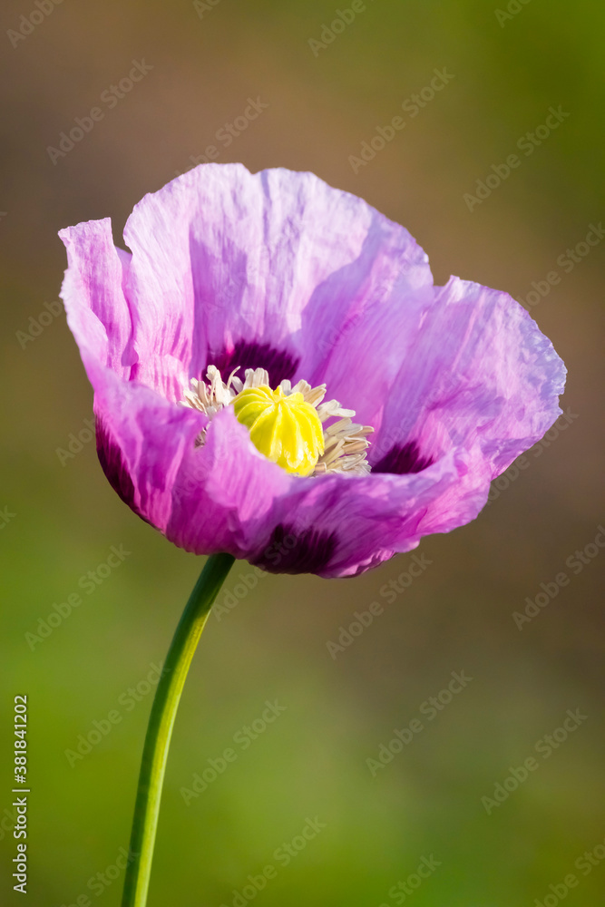 Naklejka premium Lila Mohn - Nahaufnahme